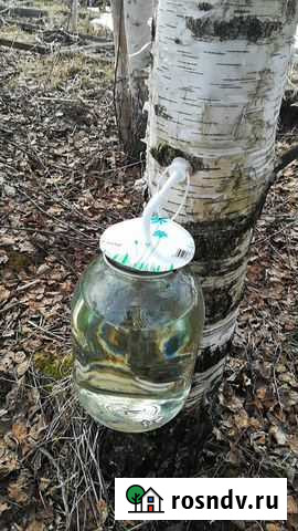 Устройство для сбора березового сока Сыктывкар - изображение 1