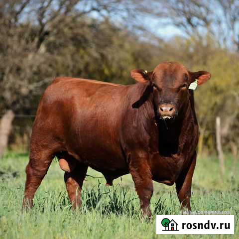 Быки, Коровы, Тёлки Лабинск - изображение 1