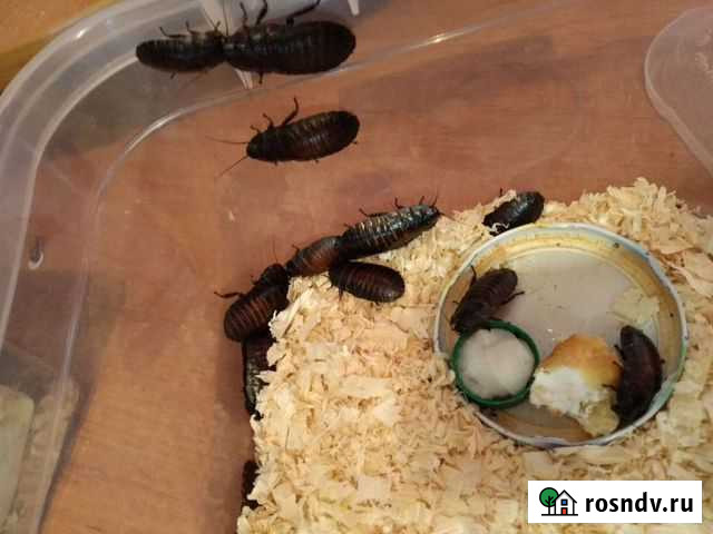 Мадагаскарские тараканы Смоленск - изображение 1