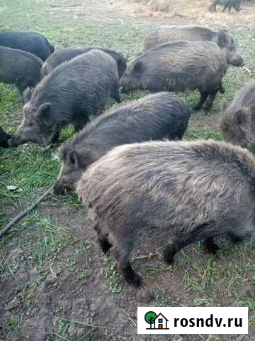 Мясо дикого кабана Оконешниково - изображение 1