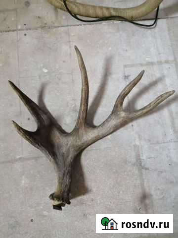 Продам рога Выкса - изображение 1