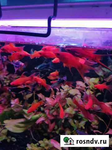 Аквариумные рыбки домашнего разведения все виды Павлово - изображение 1