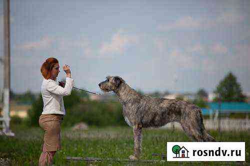 Хендлинг - дрессировка, ринговая подготовка собак Саранск