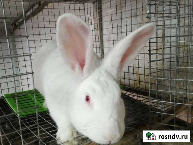 Белый панон на племя Грязи - изображение 1