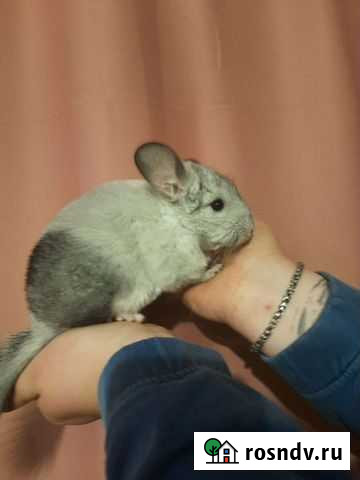 Шиншилла Брянск - изображение 1