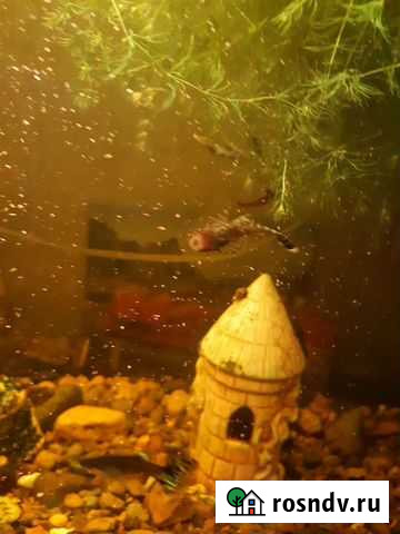 Рыба сом аквариумный Нижний Новгород - изображение 1