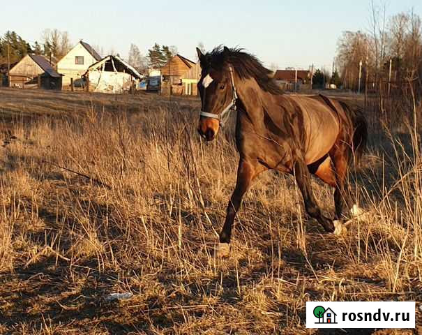 Прогулки на лошадях Сланцы - изображение 1