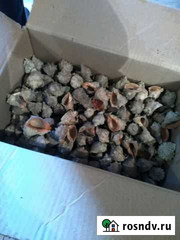 Ракушки нешлефованные Омск - изображение 1