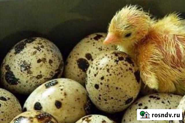 Яйцо инкуб и суточные перепела Белый гигант Тюмень - изображение 1