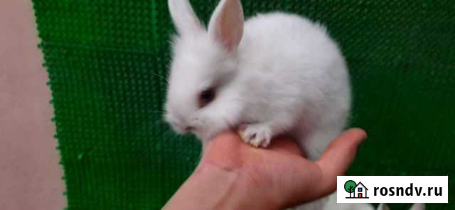 Кролики Геджух - изображение 1