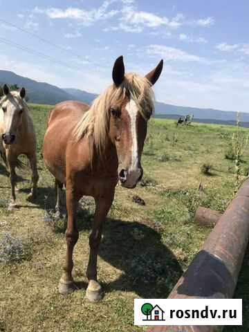 Продаются лошади Шали - изображение 1