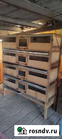 Брудер для цыплят Кущевская - изображение 1