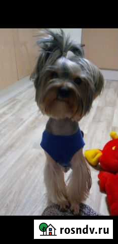 Вязка Йоркширский терьер Омск - изображение 1