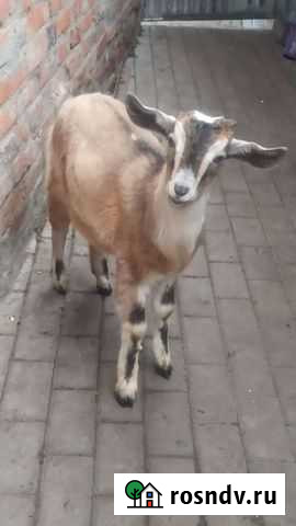 Нубийские козлята козы Борисовка - изображение 1