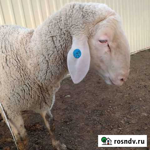 Баран Мериноландшаф чистый Евпатория - изображение 1