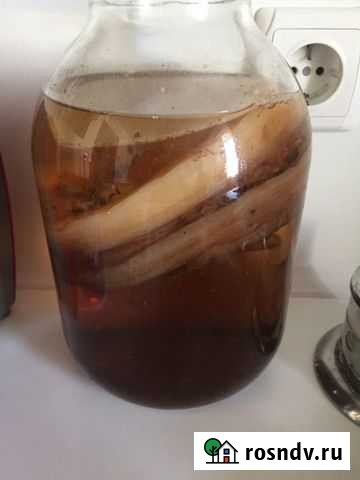 Чайный гриб Евпатория - изображение 1