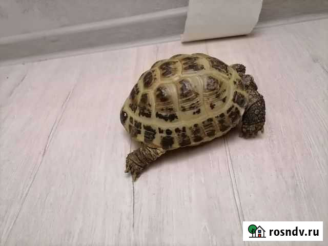 Черепаха сухопутная Липецк - изображение 1