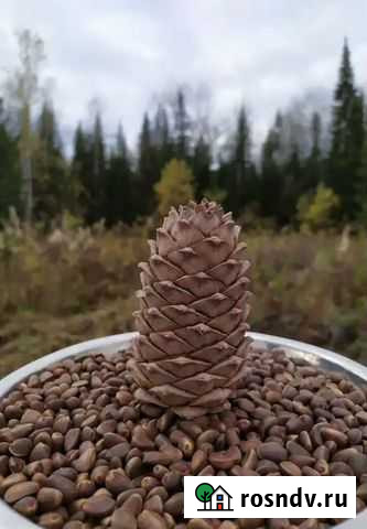 Орех кедровый и шишки Октябрьский - изображение 1