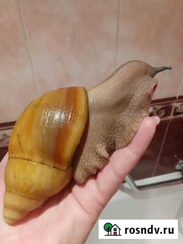 Архахатина Иктерик F1 Москва - изображение 1