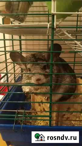 Шиншилла с клеткой Ревда - изображение 1