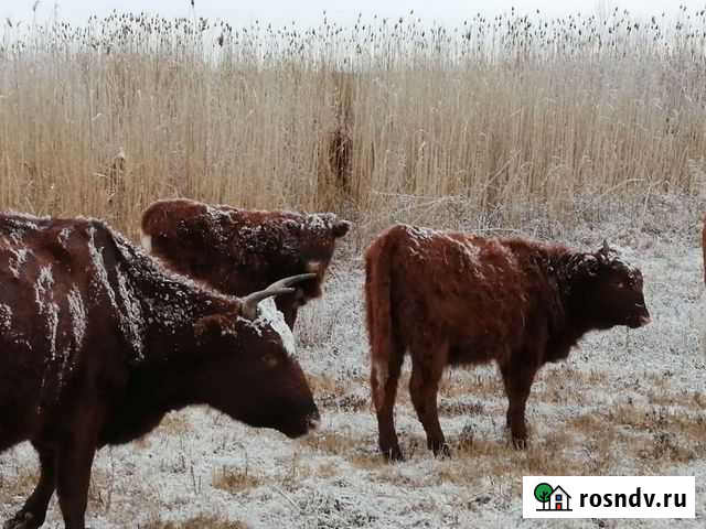 Телята Астрахань - изображение 1