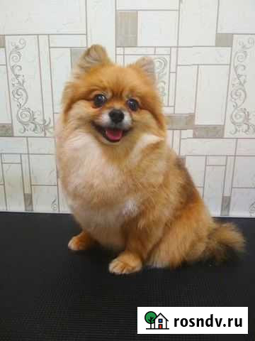 Стрижка собак Москва - изображение 1