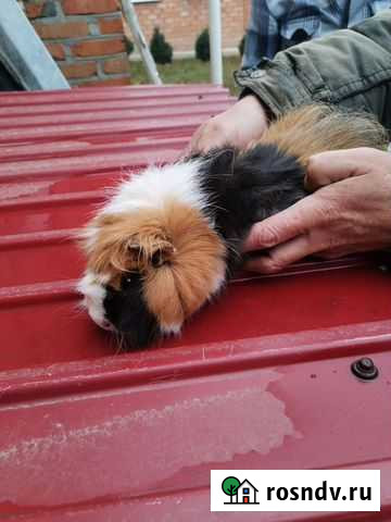 Морские свинки девочки Староминская - изображение 1