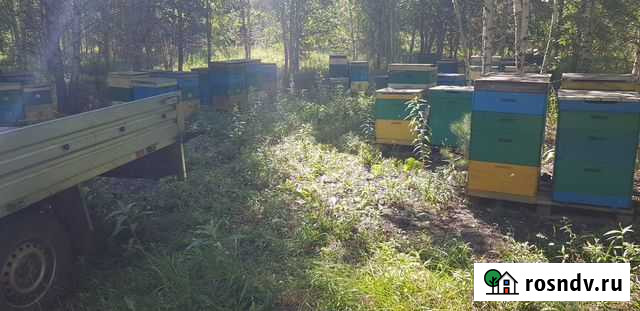 Мед натуральный лес + цветочный с личной пасеки Кострома - изображение 1