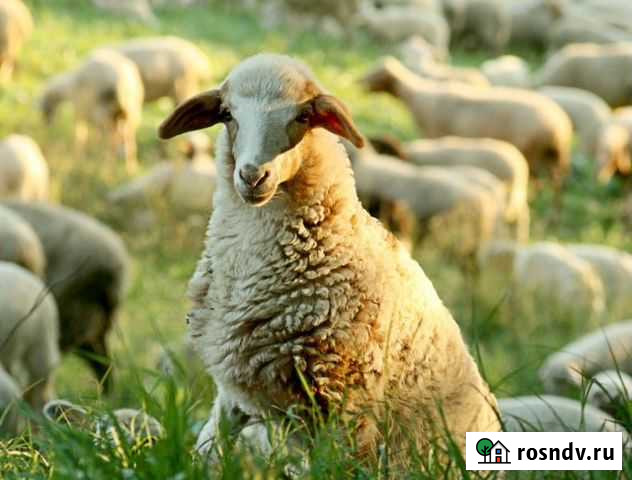 Ягнята Овцы Бараны Баранина Мясо Александров - изображение 1