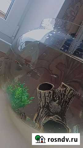 Аквариум Чебоксары - изображение 1