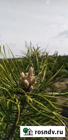 Сосновые почки Чебоксары - изображение 1