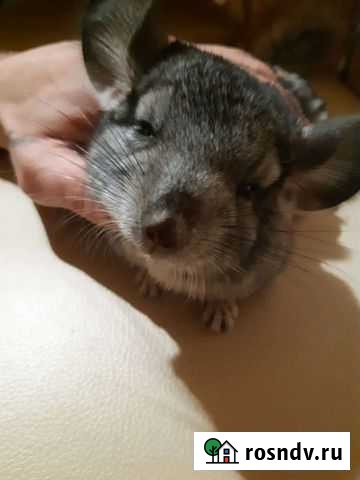 Шиншилла Рыбинск - изображение 1