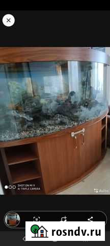 Аквариум Сясьстрой - изображение 1