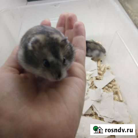 Джунгарики Челябинск - изображение 1