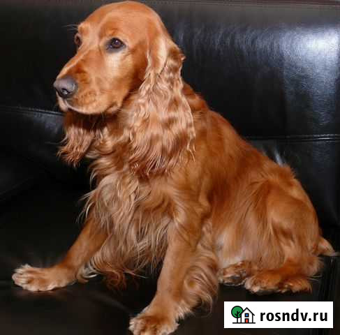 Вязка кокер спаниеля Иваново - изображение 1