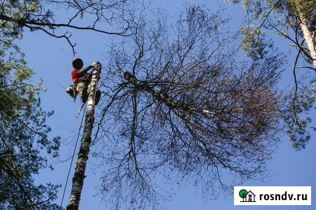 Валка деревьев, спилить дерево частями Всеволожск - изображение 1