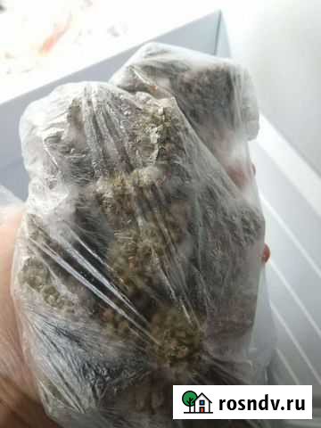 Шишки зелёные сосновые молодые Канаш - изображение 1