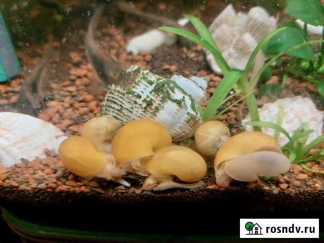 Аквариумные улитки ампулярии Нижний Новгород - изображение 1