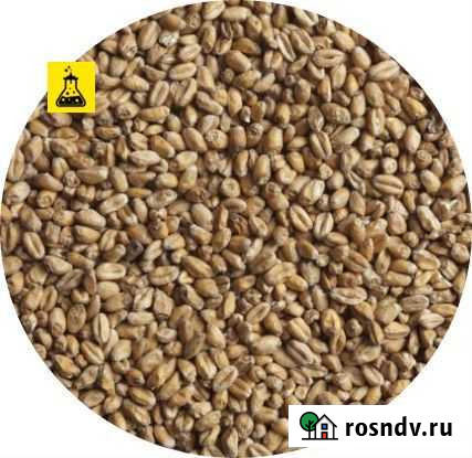 Солод Курский Мюнхенский, 1 кг Йошкар-Ола - изображение 1