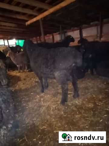 Продам Барана гисар 1 год вес около 100кг на племя Старый Оскол - изображение 1