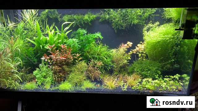 Аквариумные растения Чапаевск - изображение 1