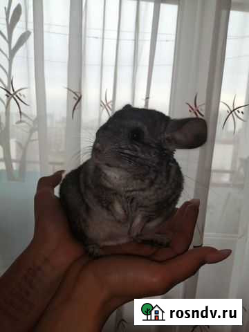 Шиншилла Курган - изображение 1