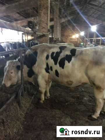 Бычки и телочки, от 1 месяца до 5месяцев Новокубанск - изображение 1