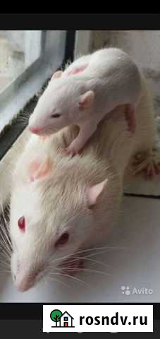 Крысенок домашний Кемерово - изображение 1