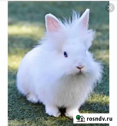 Декоративные кролики Евпатория - изображение 1