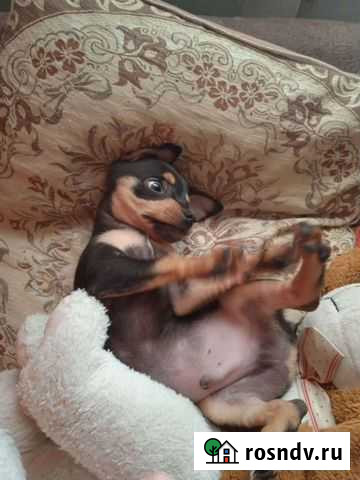 Вязка той-терьер Шадринск - изображение 1