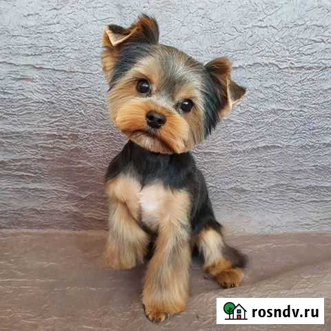 Стрижка собак Алушта - изображение 1