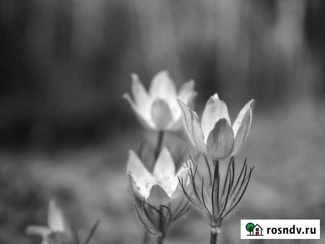 Фотограф Тюмень - изображение 1