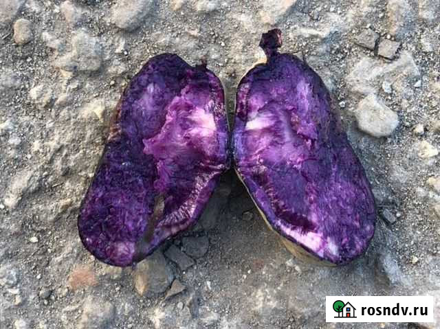 Картофель Фиолетовый Северное Сияние Коломна - изображение 1