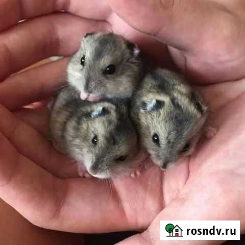 Джунгарский хомяк бесплатно Междуреченск - изображение 1